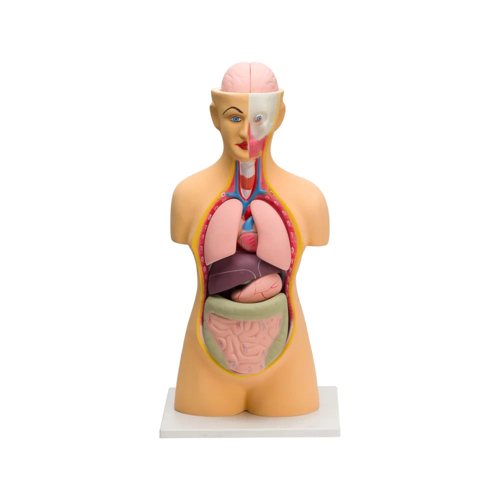 Image ALT Tags:
"Big 10-Part Human Torso Model for School and Medical Labs"
"Educational Human Anatomy Torso with Detachable Organs"
"Export Quality Human Torso Model by ESAW India for Biology Class"