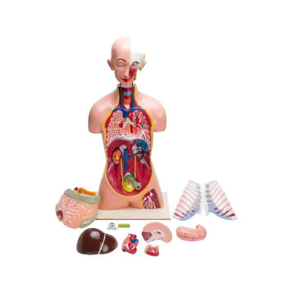 Buy Human Torso 12 Parts – Educational Anatomy Model for Students & Labs