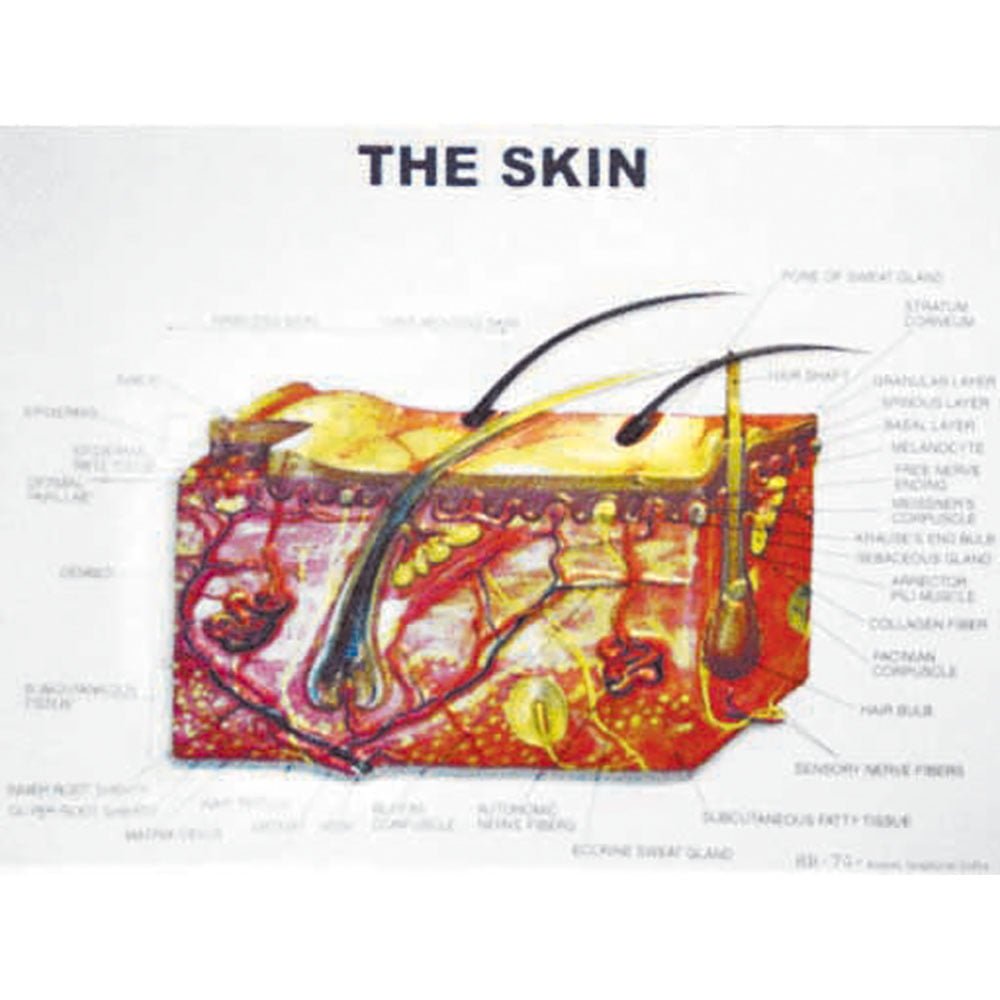 🖼 Image ALT Tags:
"3D Raised Relief Model for Geography Classrooms"
"Plastic Relief Topographic Map for Science Education"
"Affordable 3D Plastic Model for Schools in India"