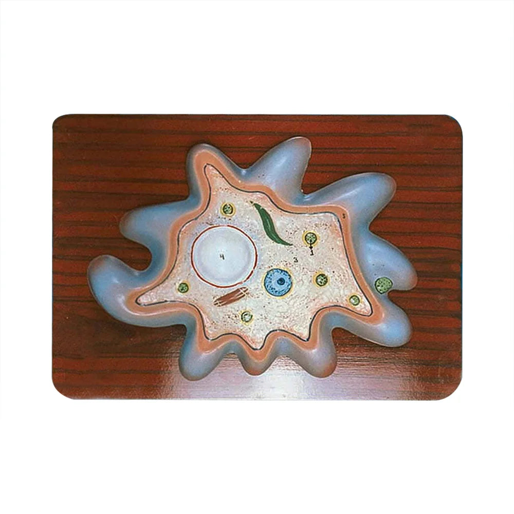 🖼 Image ALT Tags:
"Amoeba Proteus Model for Biology Classroom"
"3D Cell Structure of Amoeba for Lab Demonstration"
"Teaching Model of Amoeba with Pseudopodia and Nucleus"