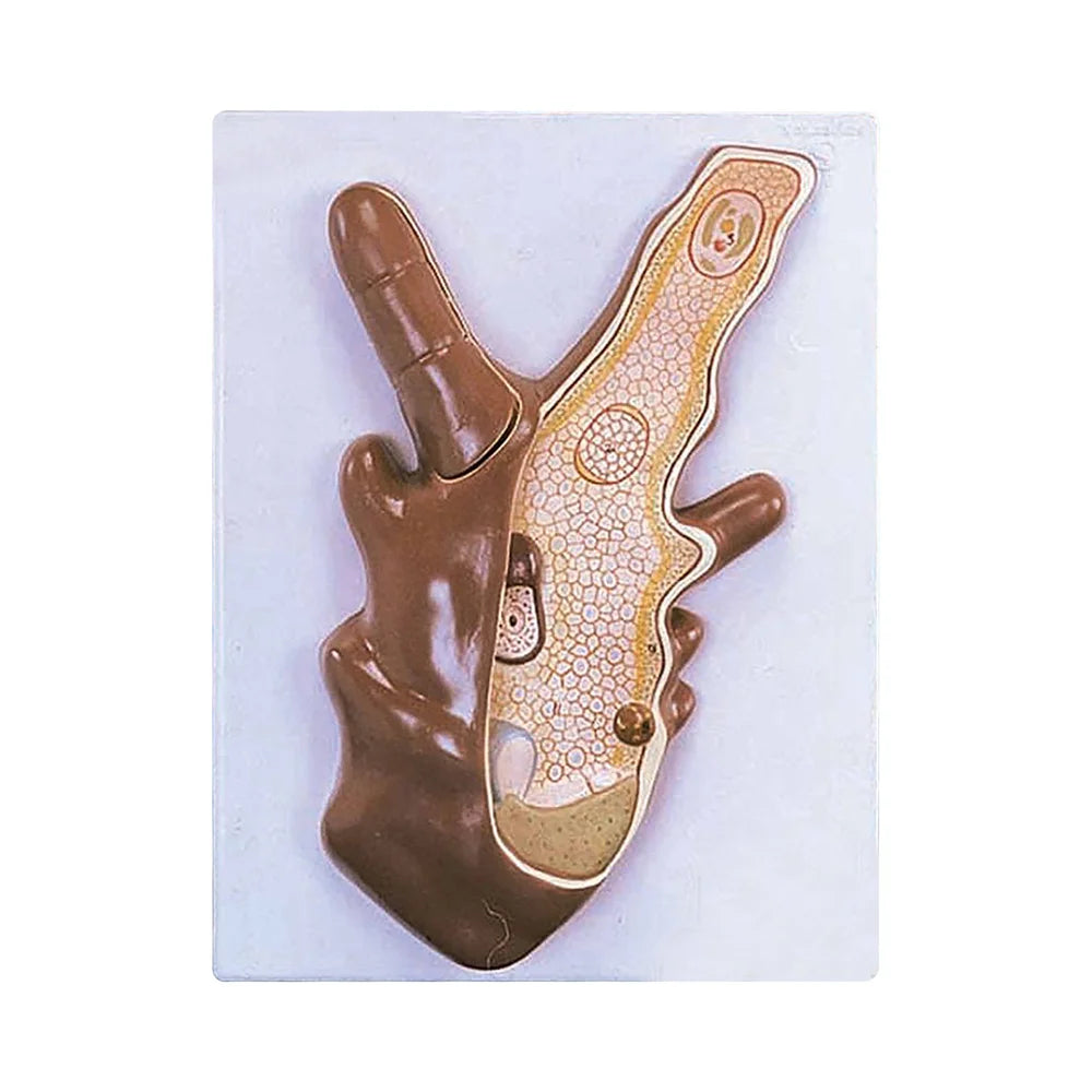 ALT Tags for Product Images:
"2-part Amoeba Proteus model for school biology labs"
"Educational Amoeba cell model with detachable parts"
"Microscopic Amoeba structure model for classroom teaching"