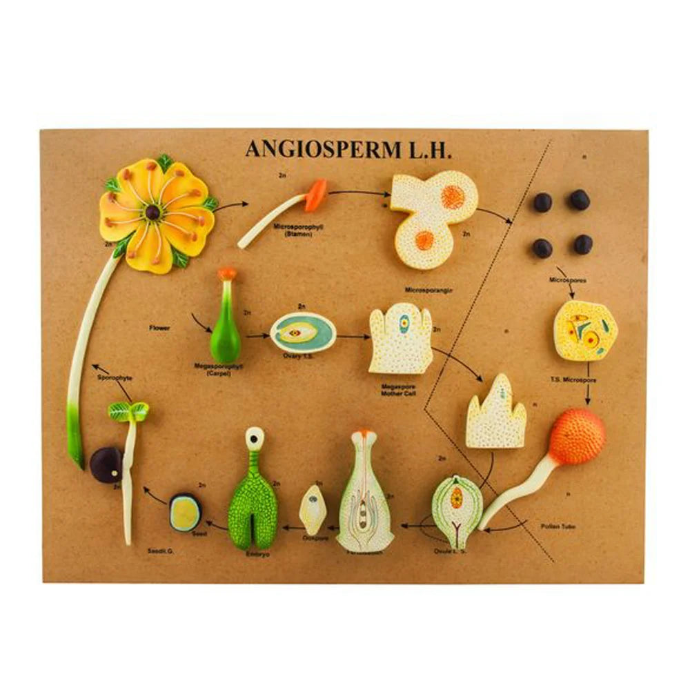 🖼️ Image ALT Tags (SEO-Focused):
"Angiosperm Life Cycle Model for Biology Classrooms"
"Plant Life Cycle Teaching Model for Science Labs"
"Educational Botany Model – Angiosperm Development India"