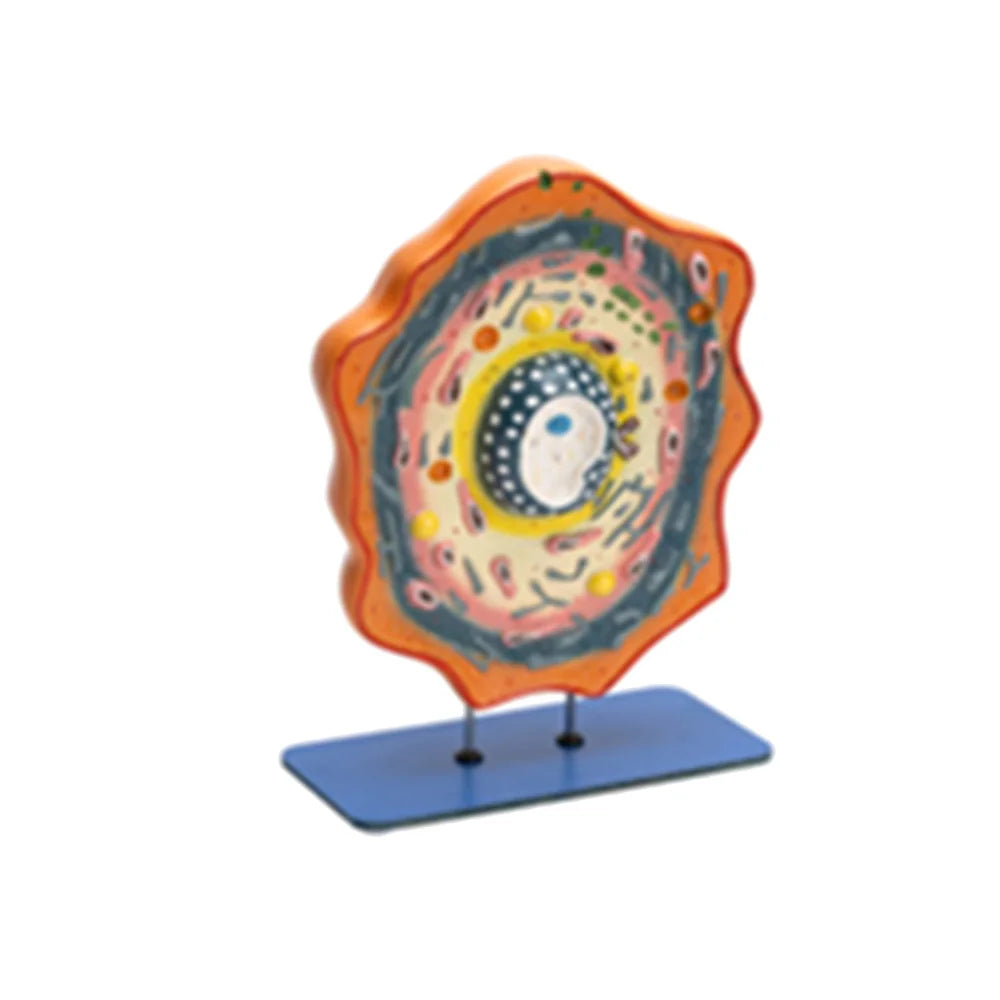 🖼️ Image ALT Tags (SEO-focused):
"Detachable Animal Cell Model for Biology Lab Demonstration"
"3D Cell Structure Educational Model for Schools and Colleges"
"ESAW India Export Quality Animal Cell Model for Students"