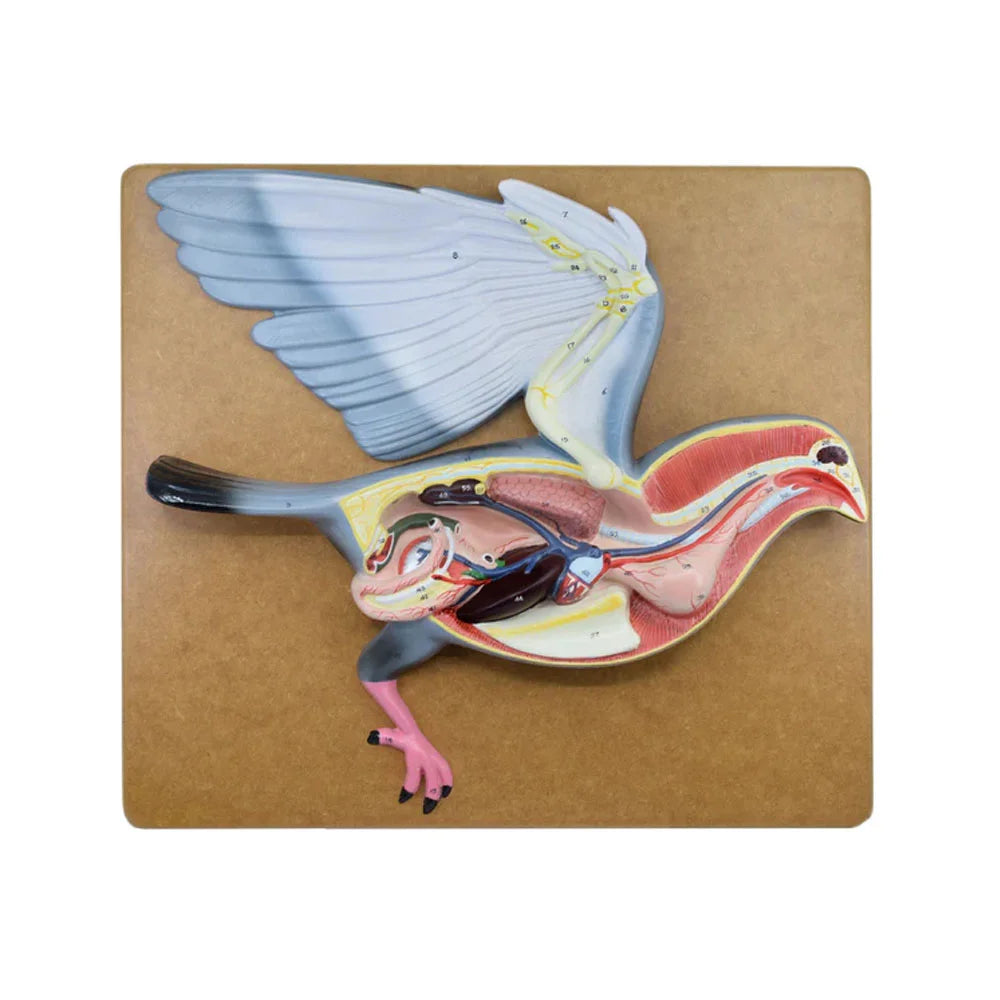 🖼️ Image ALT Tags (SEO-Focused):
"Avian Anatomy Dissection Model for Veterinary Colleges"
"ESAW Bird Anatomy Teaching Model for Biology Labs"
"Internal Structure of Bird Model for Schools and Poultry Institutes"
