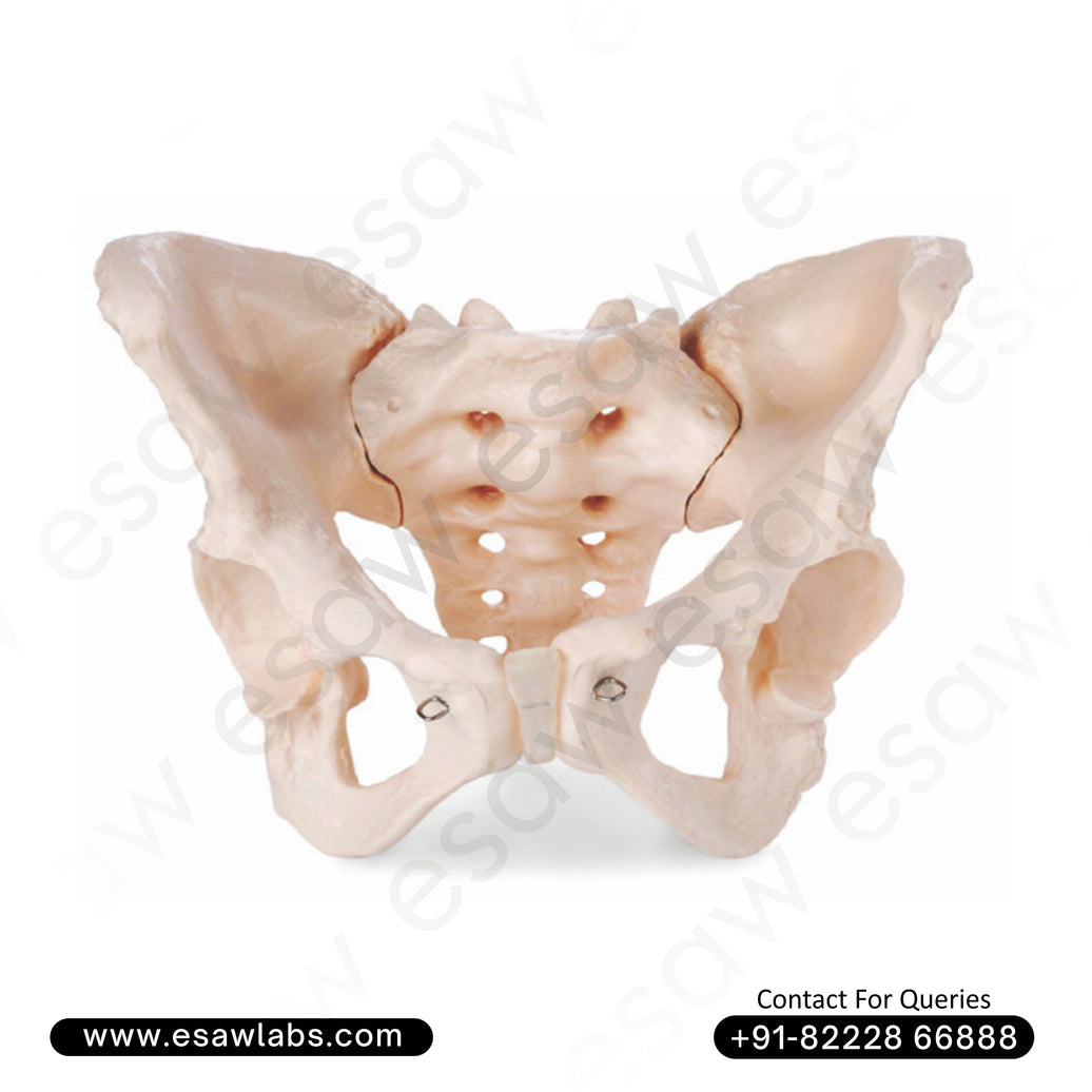 Adult Female Human Pelvis Model – Life-Size Anatomical Skeleton Model for Medical Study