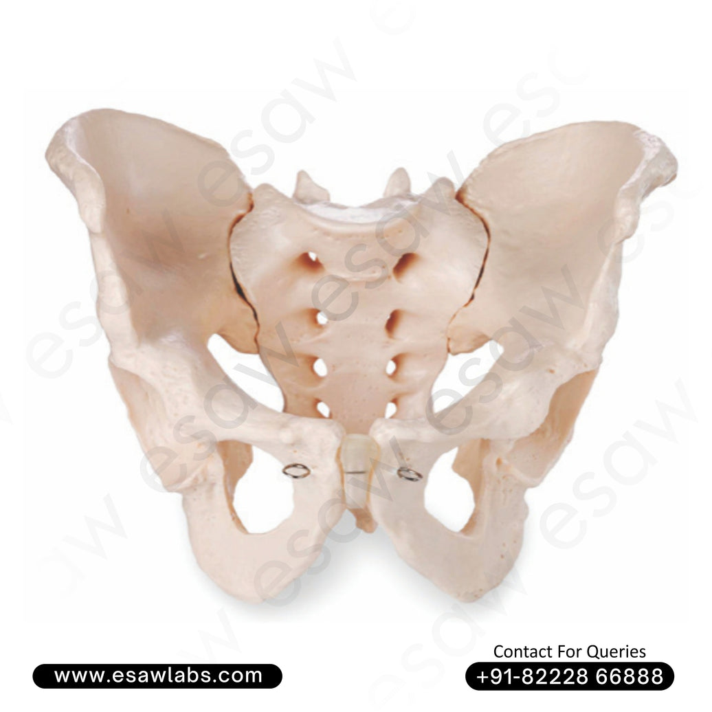 Adult Male Human Pelvis Model – Life-Size Anatomical Pelvic Skeleton for Medical Study