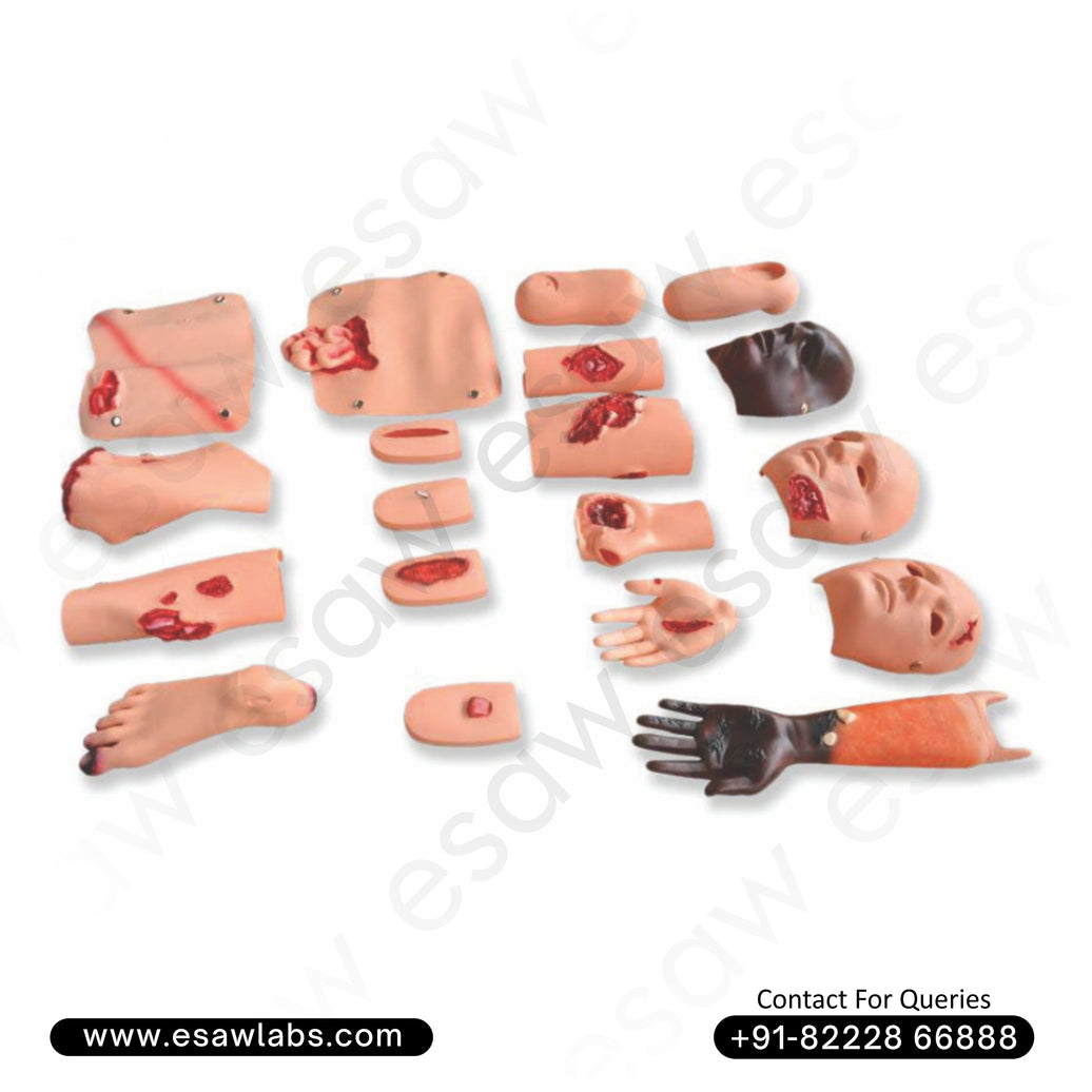 Advanced Trauma Evaluation Model – Comprehensive Trauma Simulation Manikin | ESAW India