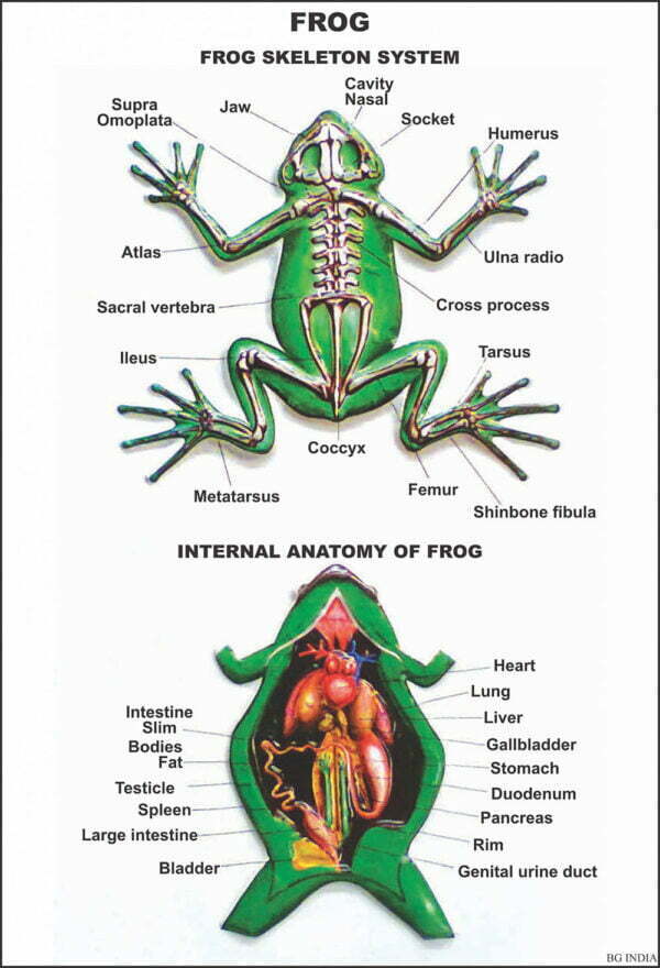 🖼️ Image ALT Tags:
"Amphibia Zoology Chart for Science Classrooms and Labs"
"Laminated Amphibian Classification Poster – ESAW Biology Teaching Aid"
"Amphibia Chart for Schools, Colleges, and Medical Institutions"
"Educational Amphibia Poster for Zoology Students and Research Labs"