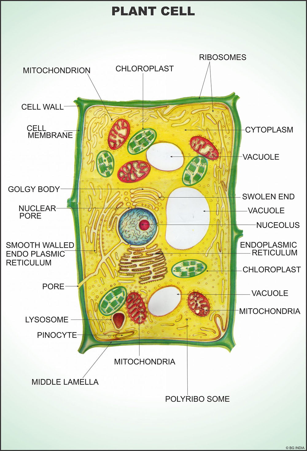 🖼️ Image ALT Tags:
"Angiosperms Chart for Biology Classrooms"
"Laminated Angiosperm Plant Poster for Science Education"
"Educational Chart of Flowering Plants with Labels"
"Plant Kingdom Angiosperms Chart for Students and Teachers"
