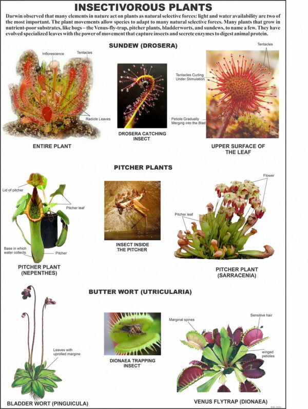 Buy Angiosperms Chart – Educational Plant Reproduction Poster for Biology Labs