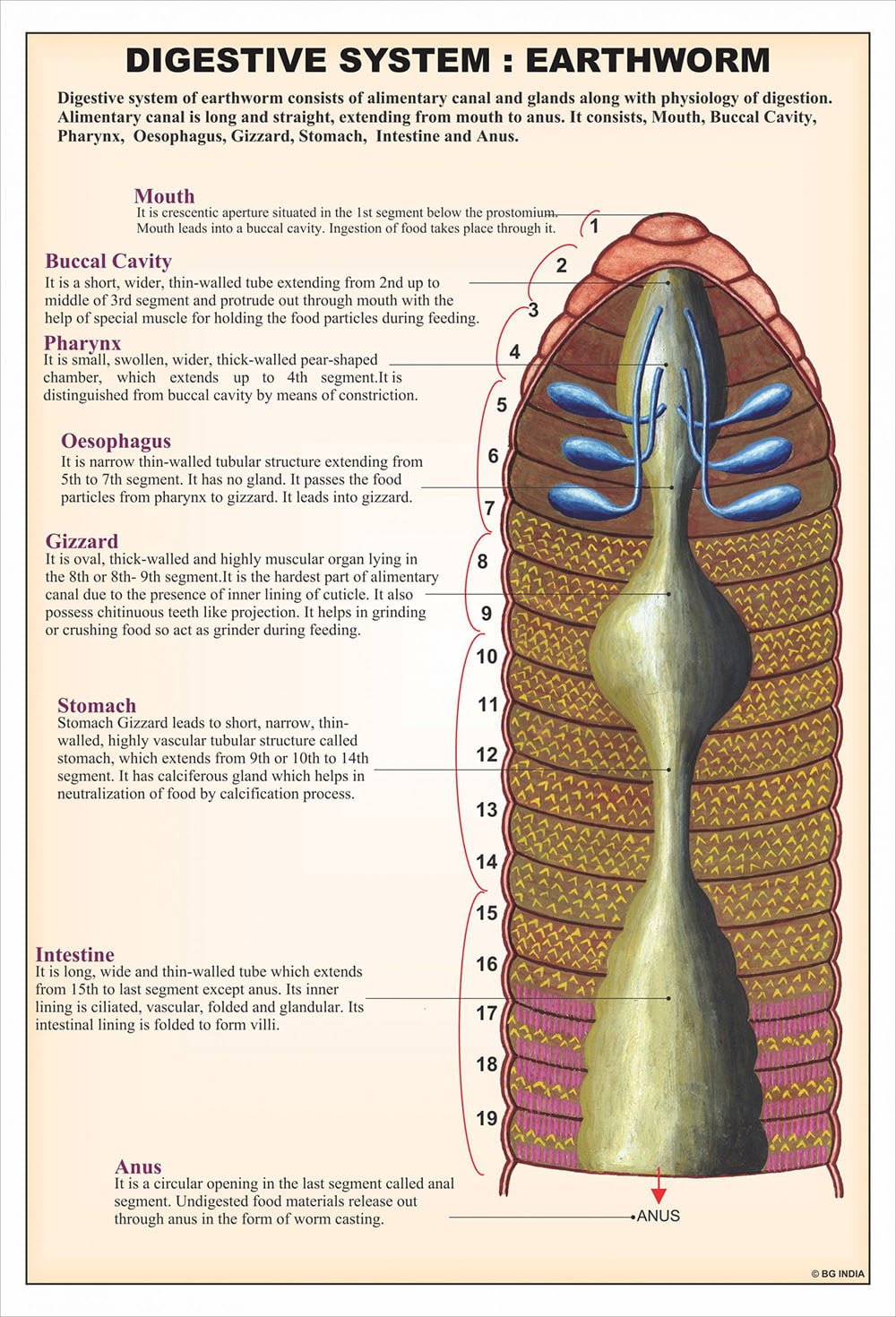 🖼️ Image ALT Tags:
"Annelida Biology Chart for Zoology Labs and Classrooms"
"Laminated Educational Chart Showing Segmented Worm Anatomy – ESAW"
"Zoology Teaching Chart of Annelida for Science Labs"
"Buy Annelida Chart Online – ESAW India Educational Charts"
