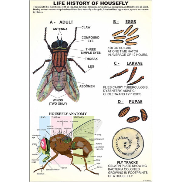 Buy Arthropoda Specimen Set – Export Quality Zoology Models by ESAW India