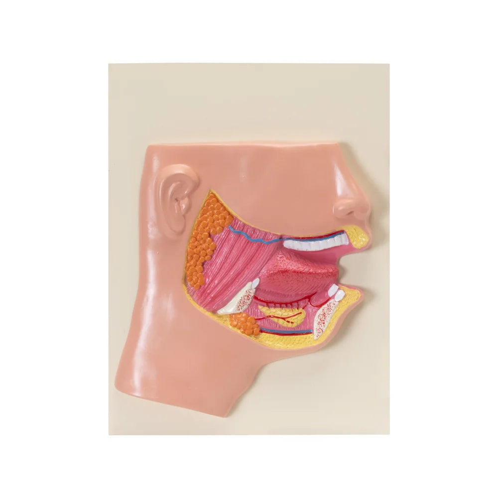 Image ALT Tags:
"Human Mouth Model with Teeth and Tongue for Dental Students"
"Oral Cavity Anatomy Lab Model for Schools and Colleges"
"ESAW Human Mouth Anatomy Model for Medical Demonstration"