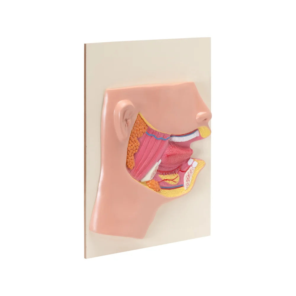 Buy Human Mouth Model – Dental & Oral Anatomy Lab Model for Schools & Colleges