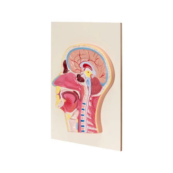 Buy Life-Size Head and Neck Model – Advanced Anatomical Model for Medical &Science Labs