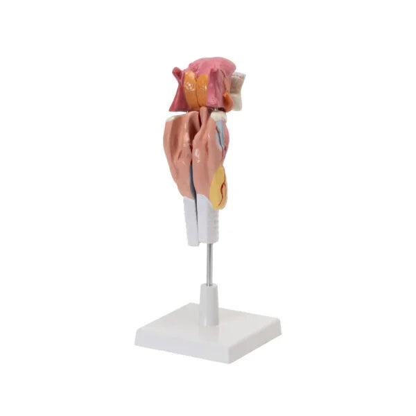 Buy Human Larynx Model – 5-Part Life-Size with Tongue, Teeth & Trachea for Medical & Lab Training