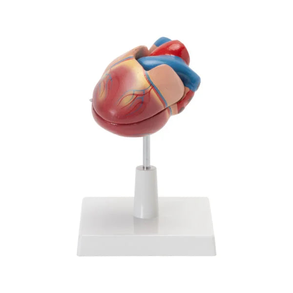 Buy Human Heart Model – Life-Size Anatomical Heart Replica for Science & Medical Training