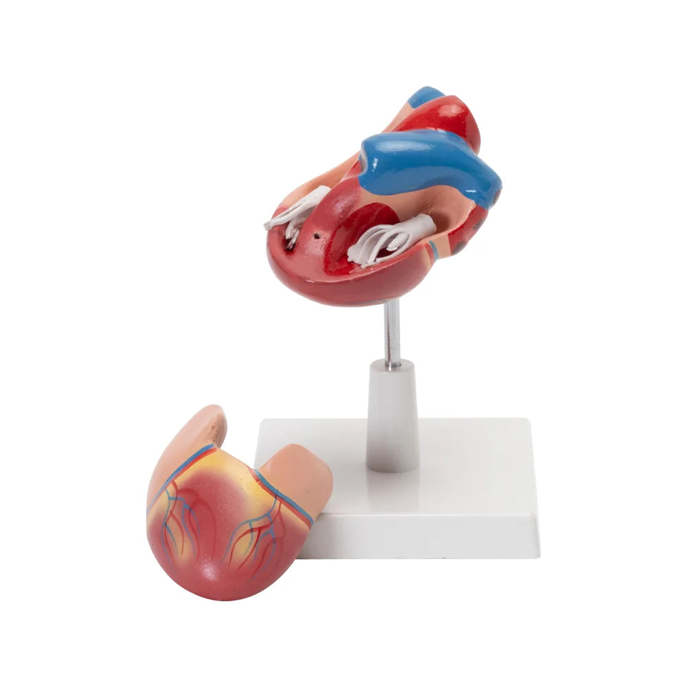 🖼 Image ALT Tags:
"Life-Size Human Heart Model for Medical Training"
"Anatomical Heart Model for Biology Classroom Demonstrations"
"Sectioned Human Heart Replica for Student Science Labs"
