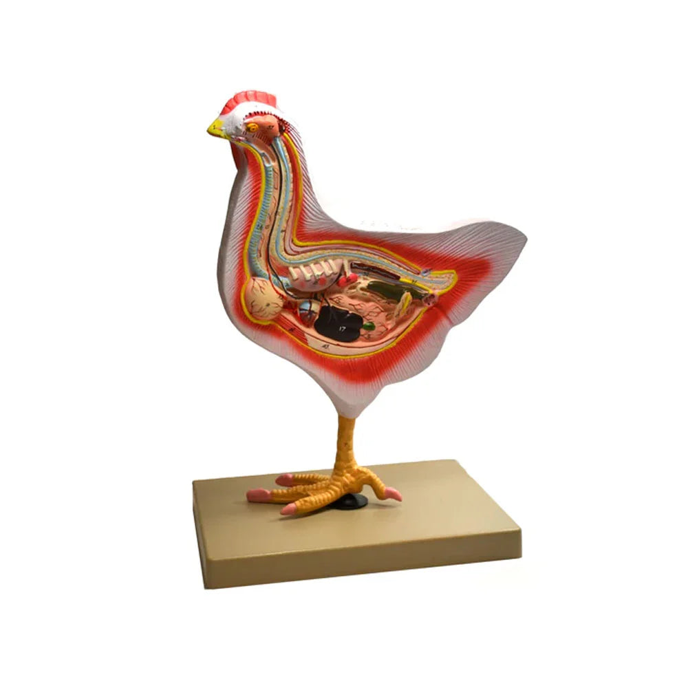 Image ALT Tags (SEO-Optimized):
"Bird Dissection Model for Biology and Veterinary Labs"
"ESAW Life-Size Avian Anatomy Model for Zoology Students"
"Educational Bird Anatomy Model for Schools and Colleges"