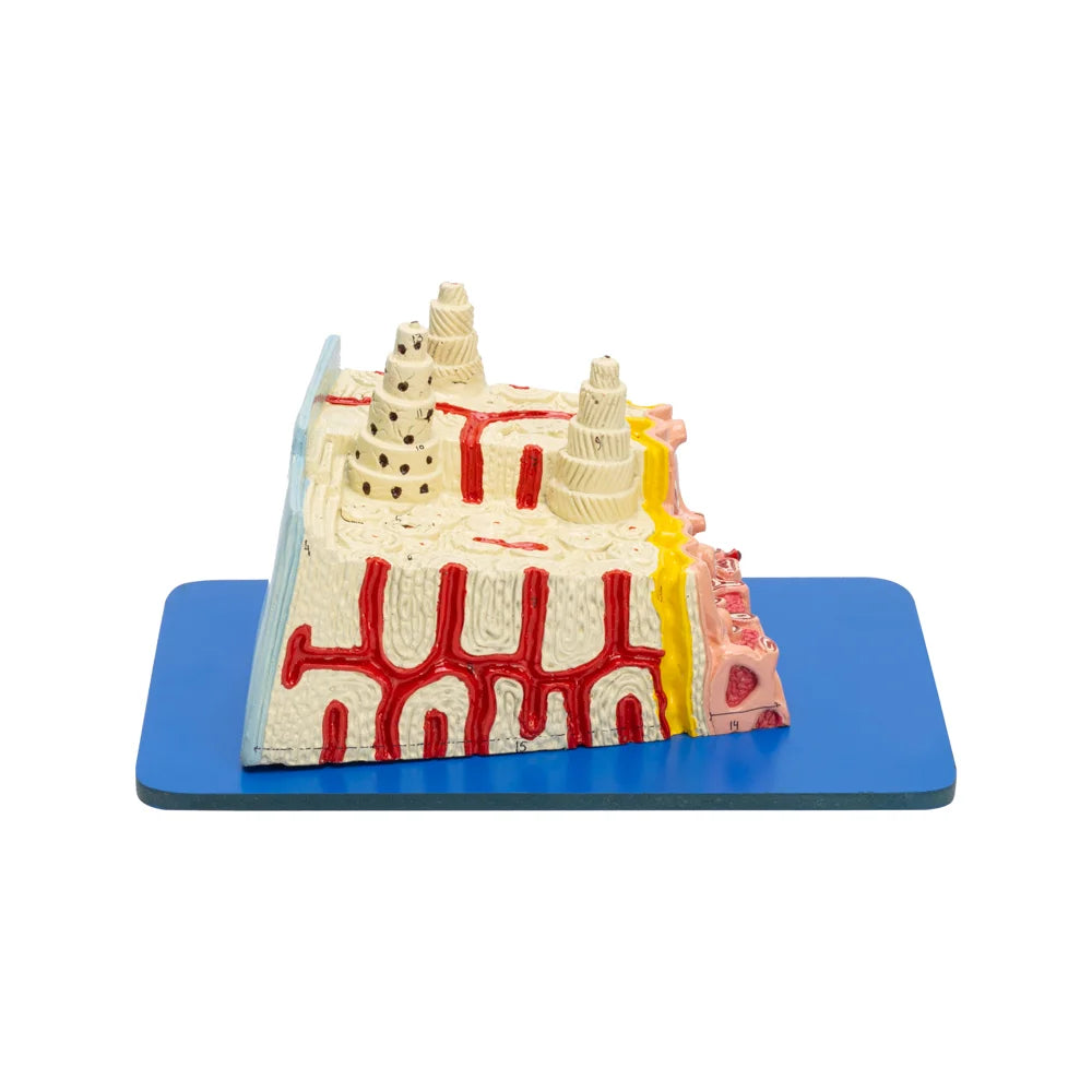 Image ALT Tags:
"Bone Microstructure Teaching Model for Anatomy Labs"
"Enlarged Bone Cross-Section Model for Medical Students"
"Affordable Bone Model for Schools and Nursing Colleges India"
