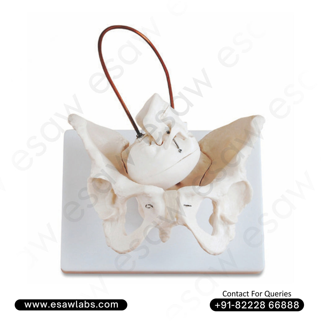 Birth Demonstration Model – Life-Size Pelvic Childbirth Simulator for Antenatal & Medical Education