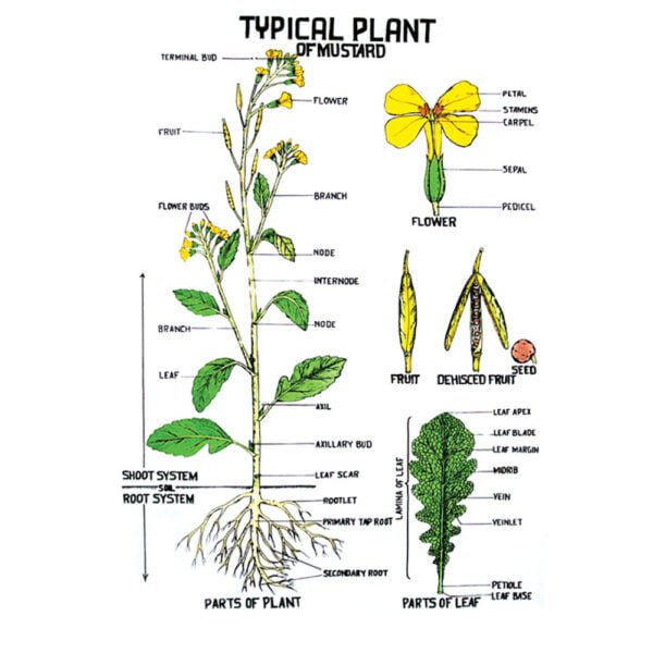 Shop Botany Charts – Educational Plant Biology Posters by ESAW India