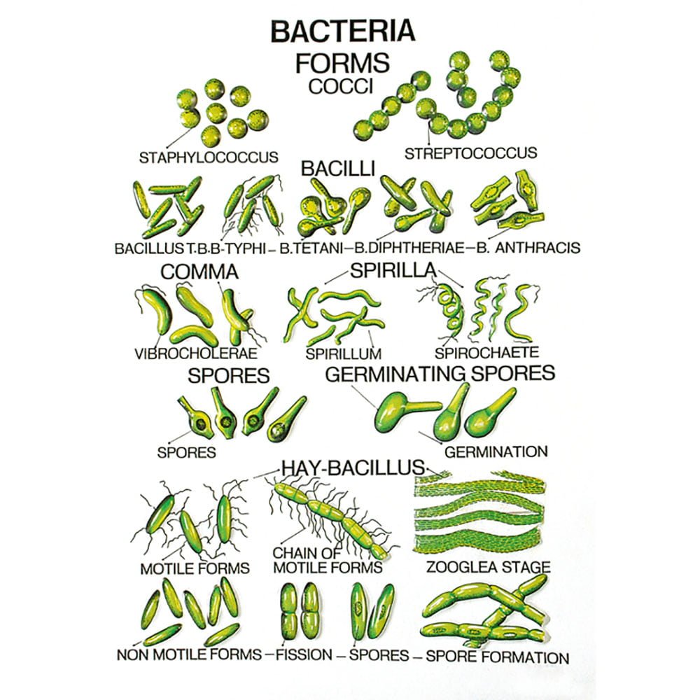 Buy Botany Series II – Educational Leaf & Root Models for Biology Labs