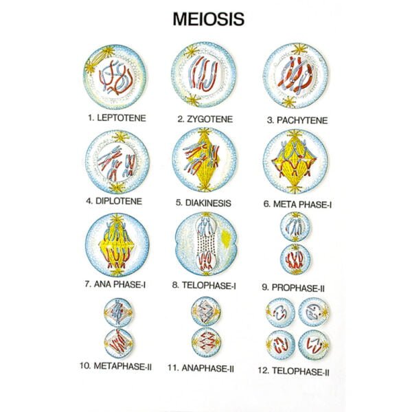 🖼 Image ALT Tags:
"Leaf and Root Anatomy Teaching Model for Schools"
"Botany Series II – Plant Morphology Educational Model"
"Plant Structure Educational Model for Biology Students"