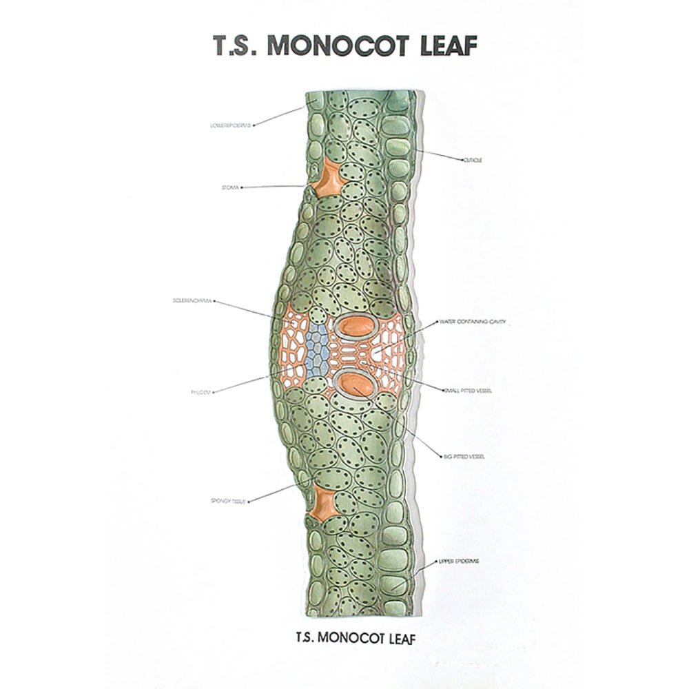 Buy Botany Series III – Educational Plant Reproduction Models for Labs & Schools