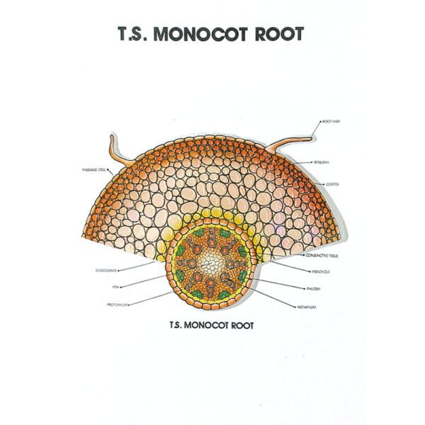 🖼 Image ALT Tags:
"Botany Series III Plant Reproduction Model for Schools"
"Educational Flower Structure Model for Lab Use"
"Plant Biology Lab Model Kit for Students and Colleges"