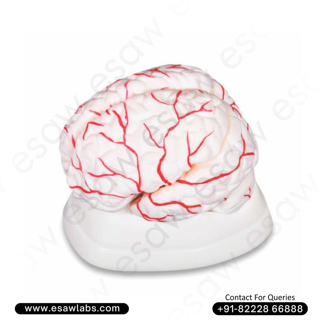 🧠 Buy Brain with Arteries on Head Model – 8-Part Dissectible Life-Size Brain Anatomy with Vascular Supply | ESAW India