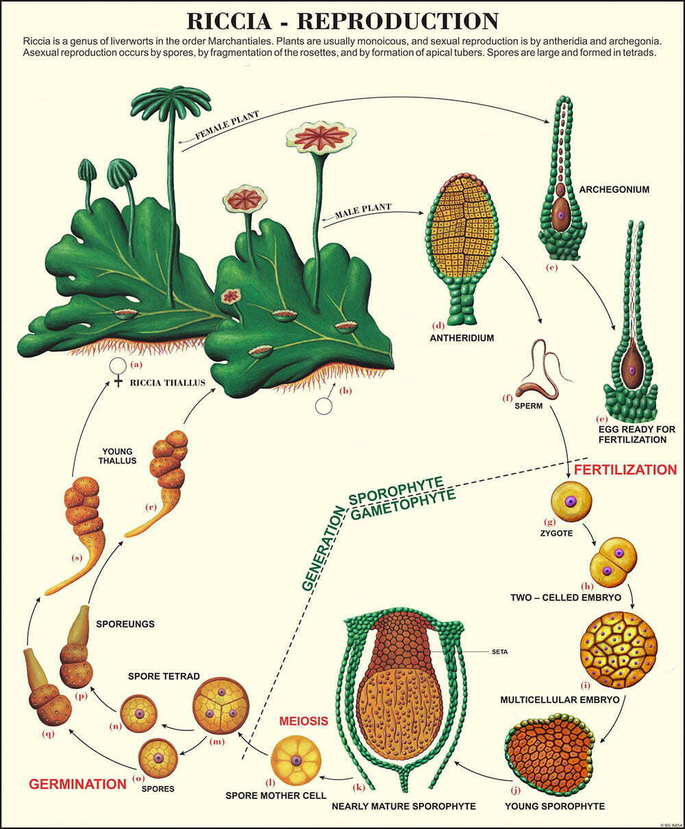 🖼️ Image ALT Tags:
"Bryophyta and Pteridophyta Plant Chart for Biology Labs"
"ESAW Educational Chart on Mosses and Ferns for Classrooms"
"Laminated Plant Kingdom Poster for School and College Use"
"Botanical Classification Chart for Science Students"