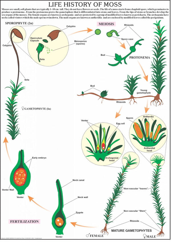 Buy Bryophyta & Pteridophyta Chart – Plant Kingdom Educational Poster for Biology Labs