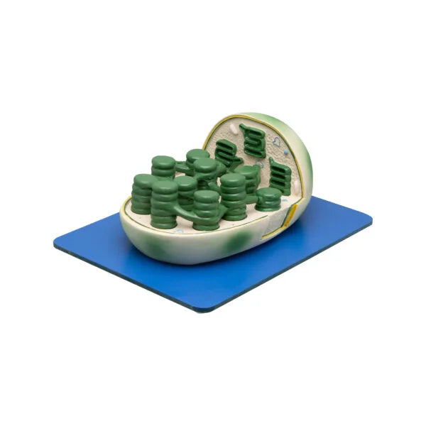 Buy Chloroplast Model – 3D Educational Aid for Plant Biology Labs
