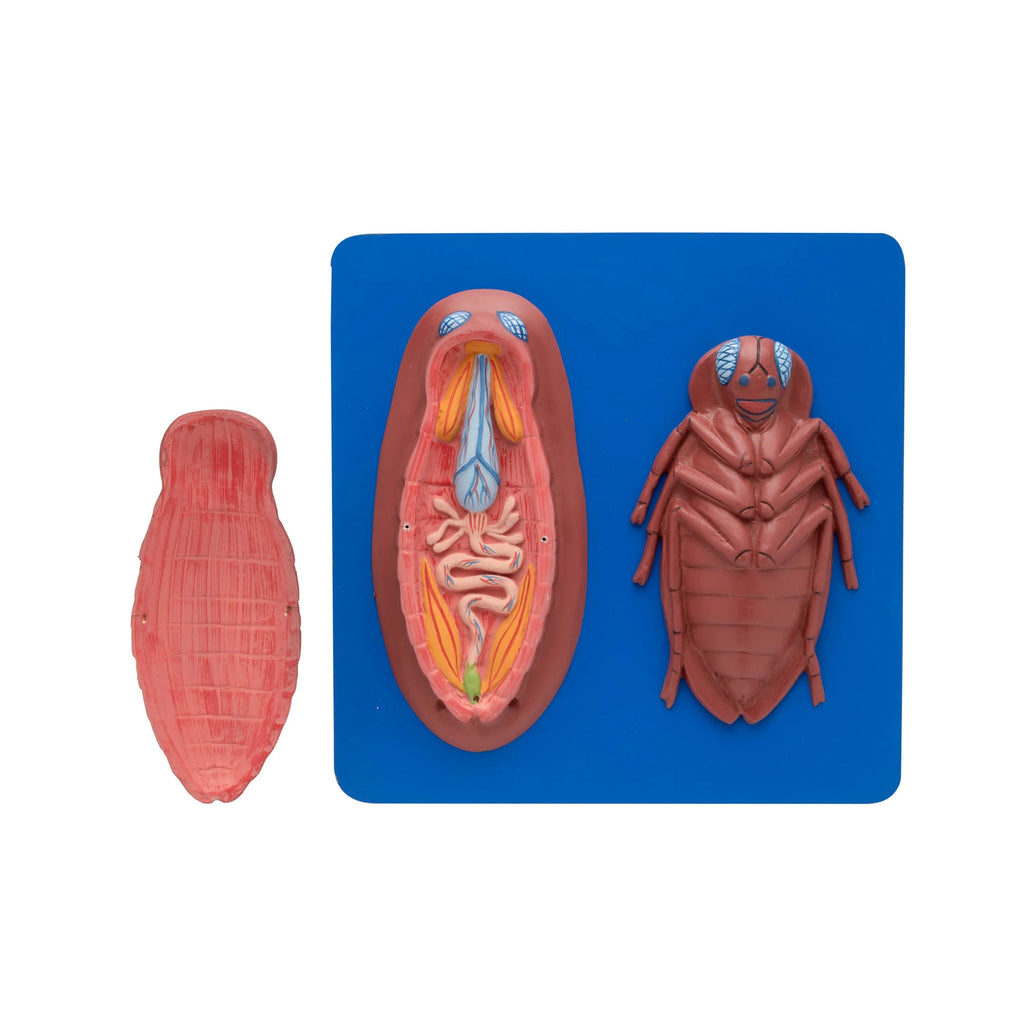 🖼️ Image ALT Tags (SEO-focused):
"Cockroach Dissected Model for Biology Lab"
"Enlarged Cockroach Anatomy Teaching Aid"
"Zoology Dissection Model for Schools and Colleges"