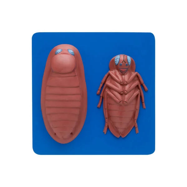 Shop Cockroach Dissected Model – Advanced Insect Anatomy Lab Tool for Education & Training