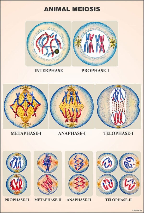 Buy Cell & Tissues Educational Charts – ESAW Classroom & Lab Visuals for Biology