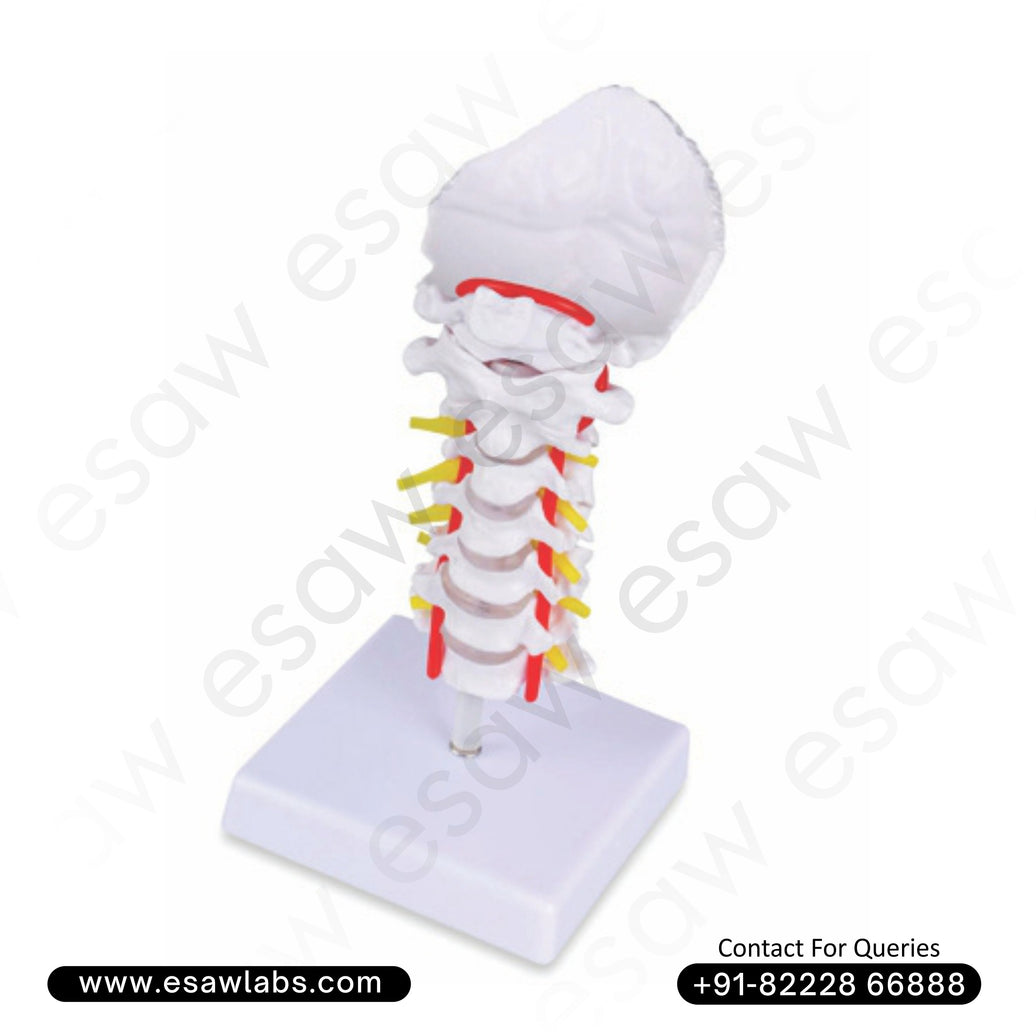Cervical Vertebral Column with Neck Artery – Human Cervical Spine Model for Medical Education