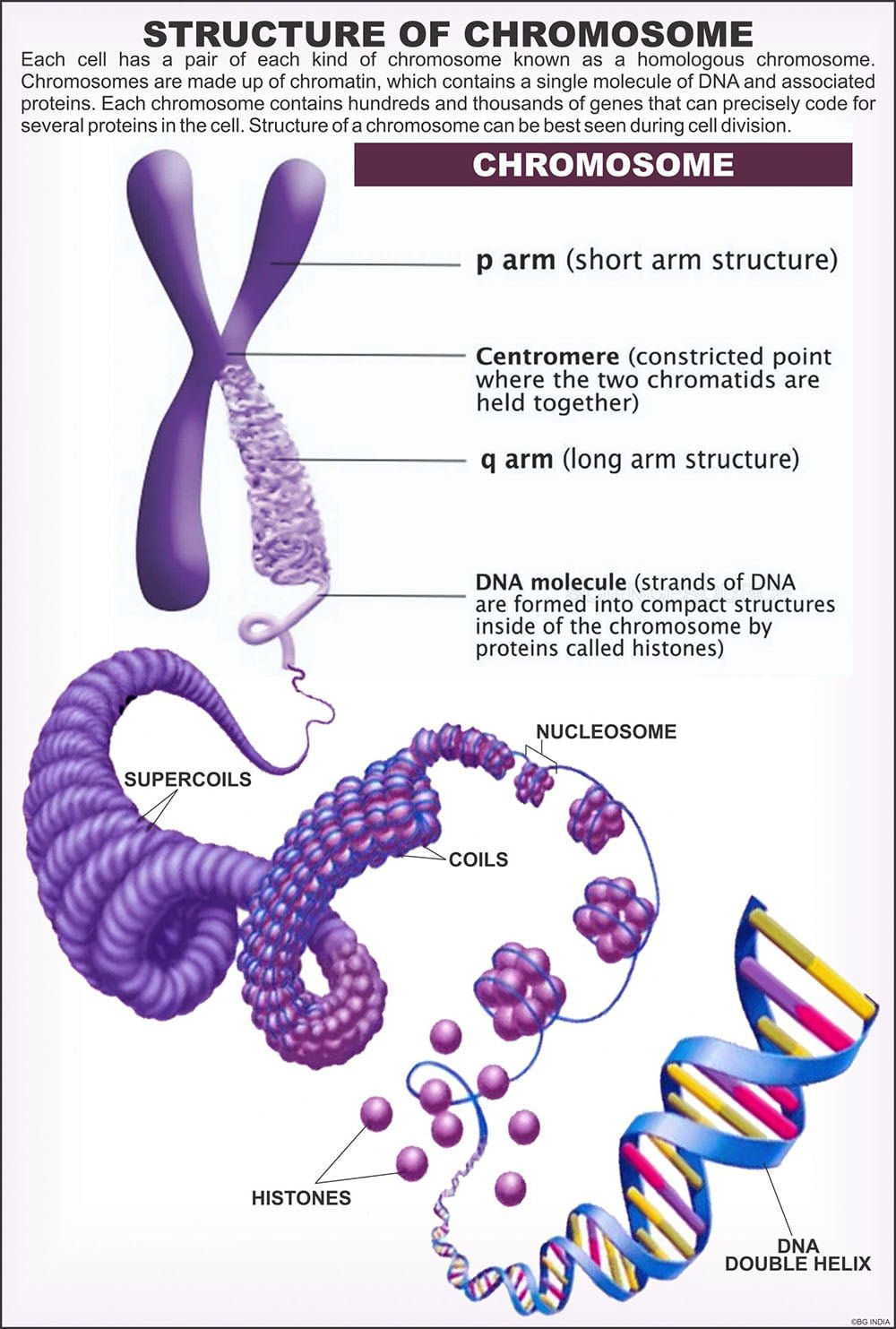 🖼️ Image ALT Tags:
"Cytology Chart Showing Cell Structure for Science Classrooms"
"ESAW Laminated Cell Biology Poster 50x75 cm"
"Educational Cytology Chart for School and College Labs"
"Cell Structure and Function Diagram – Teaching Aid for Biology Students"