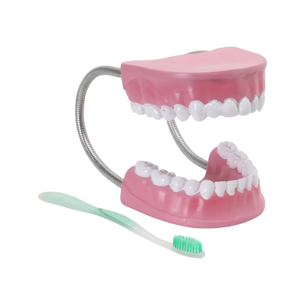 Image ALT Tags:
"Dental Care Model Showing Tooth Brushing for Students"
"ESAW Life-Size Oral Hygiene Model for Schools and Labs"
"Tooth Cleaning and Gum Health Model for Medical Training"