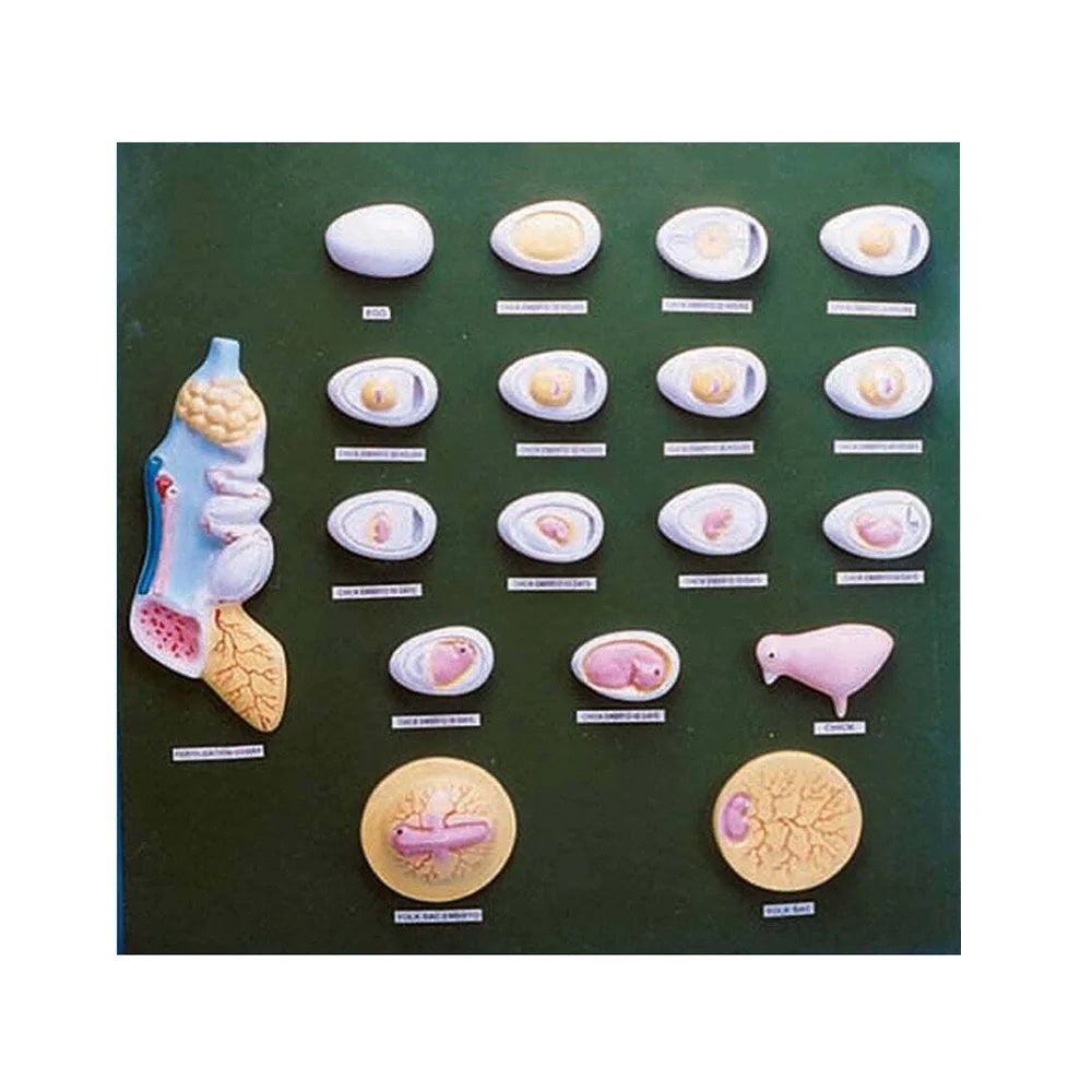 🖼️ Image ALT Tags (SEO-Focused):
"Chick Development Model for Biology Labs"
"ESAW Multi-Stage Embryology Model for Students"
"Development of Chick Educational Display for Veterinary Colleges"
