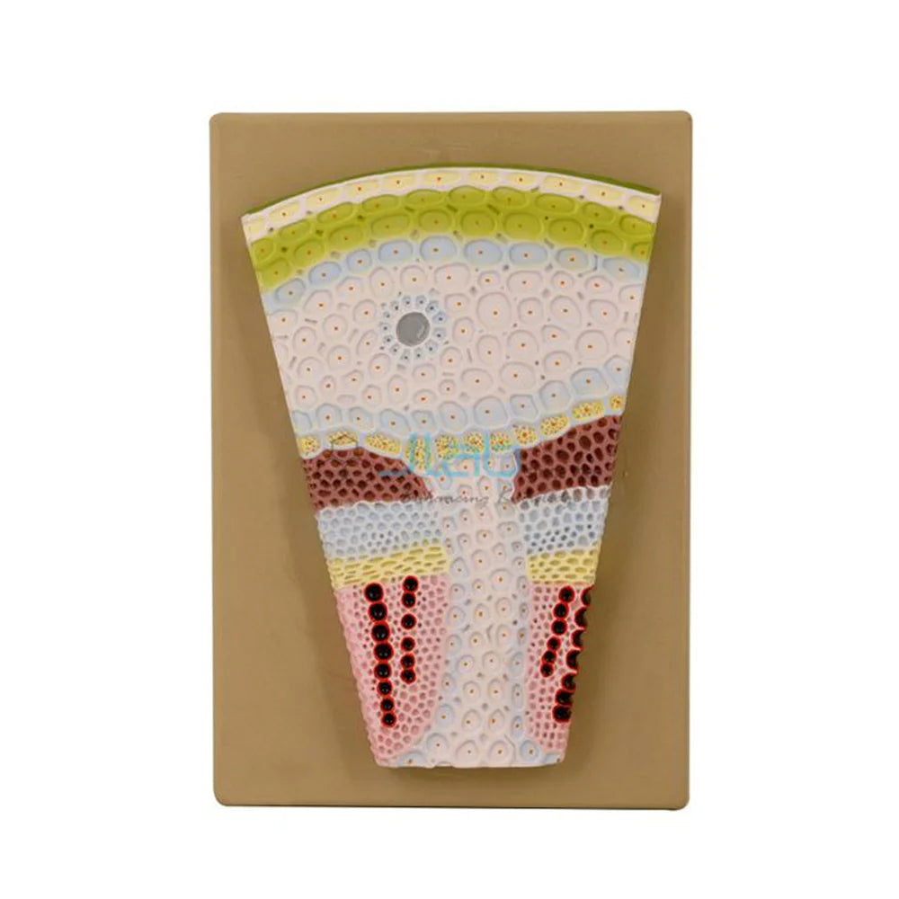 🖼 Image ALT Tags:
"Dicot Plant Stem Cross Section Microscope Slide"
"Glass Slide of Dicot Stem for School Lab Practical"
"Prepared Dicot Stem T.S. Slide for Botany Labs"