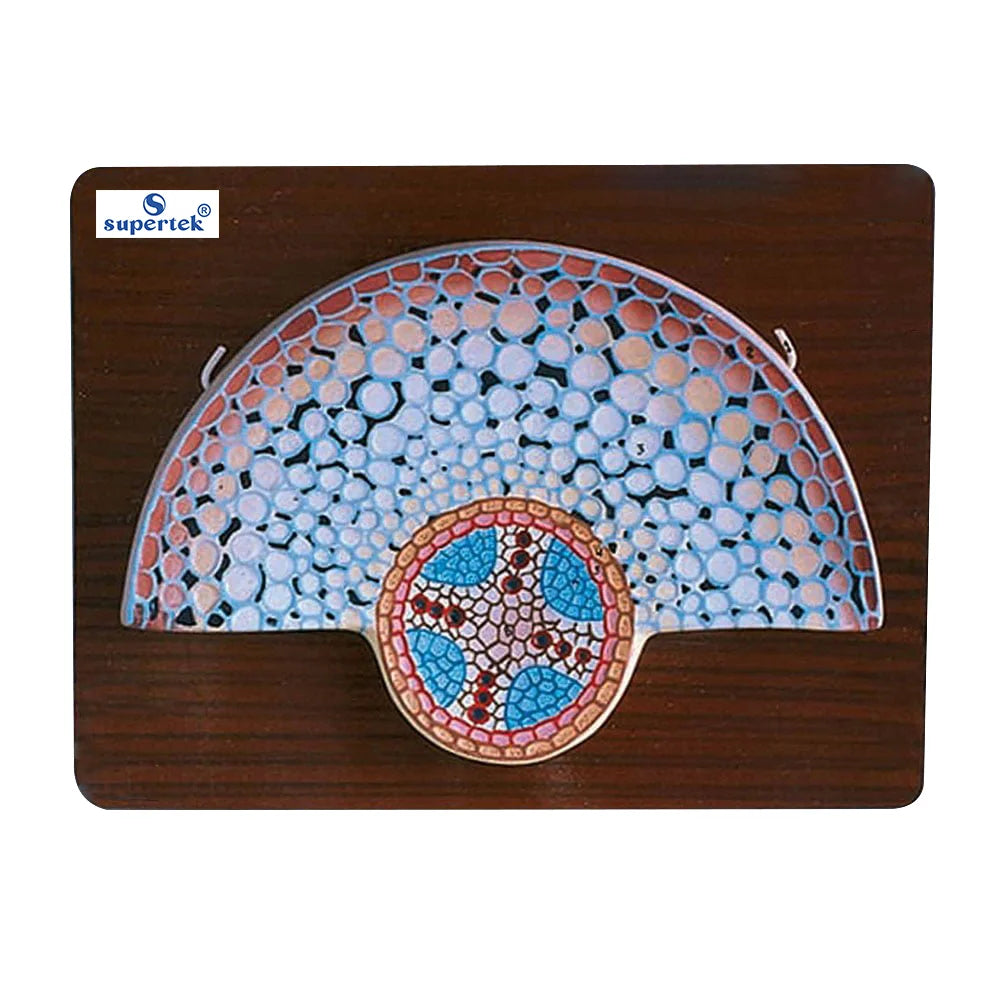🖼️ Image ALT Tags (SEO Optimized):
"Dicot Root T.S. Model for Plant Anatomy Education"
"Color-Coded Transverse Section of Dicot Root for Biology Labs"
"Enlarged Dicot Root Cross-Section Model for School Demonstrations"