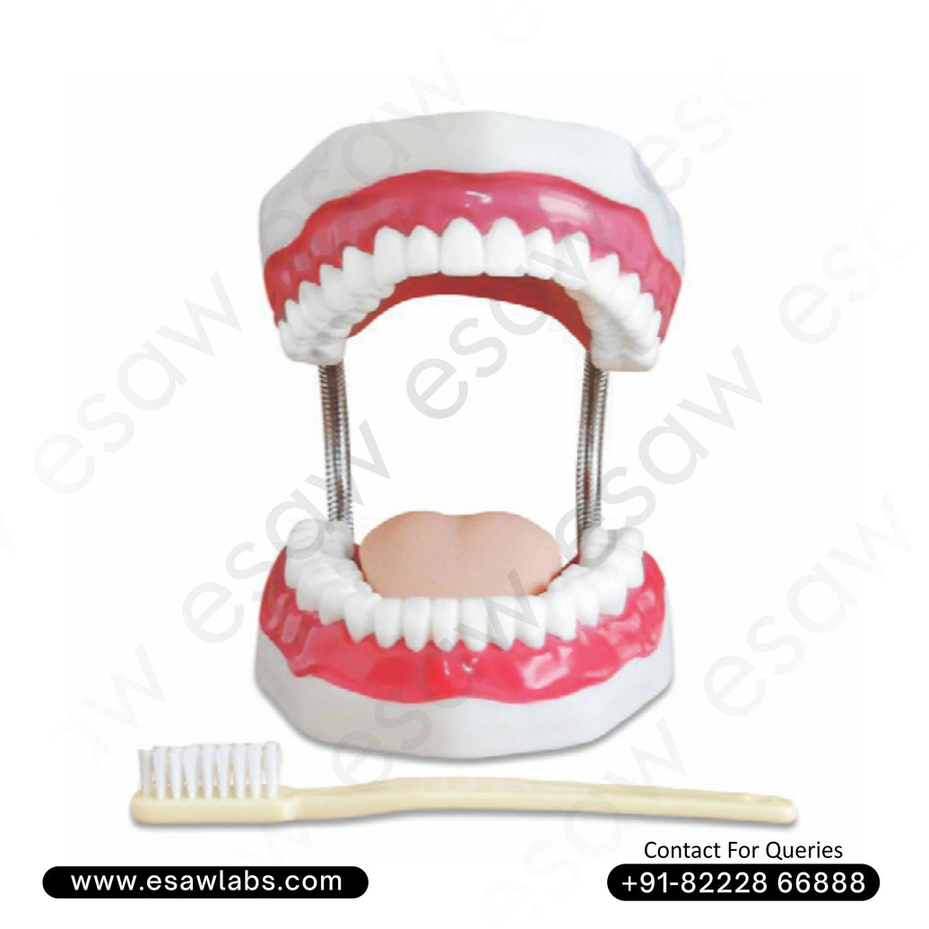 Dental Care Model (28 Teeth, 2X Enlarged) – Anatomical Teaching Aid for Dental Education & Oral Hygiene Training