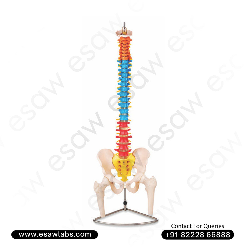 Didactic Vertebral Column with Pelvis and Femur Heads – Life-Size Human Spine Model with Color-Coded Vertebrae