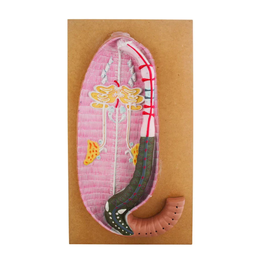 🖼 Image ALT Tags:
"Earthworm Dissection Model for Biology Classrooms"
"Anatomical Earthworm Model for Zoology Labs"
"Educational Earthworm Dissection Tool for Students"