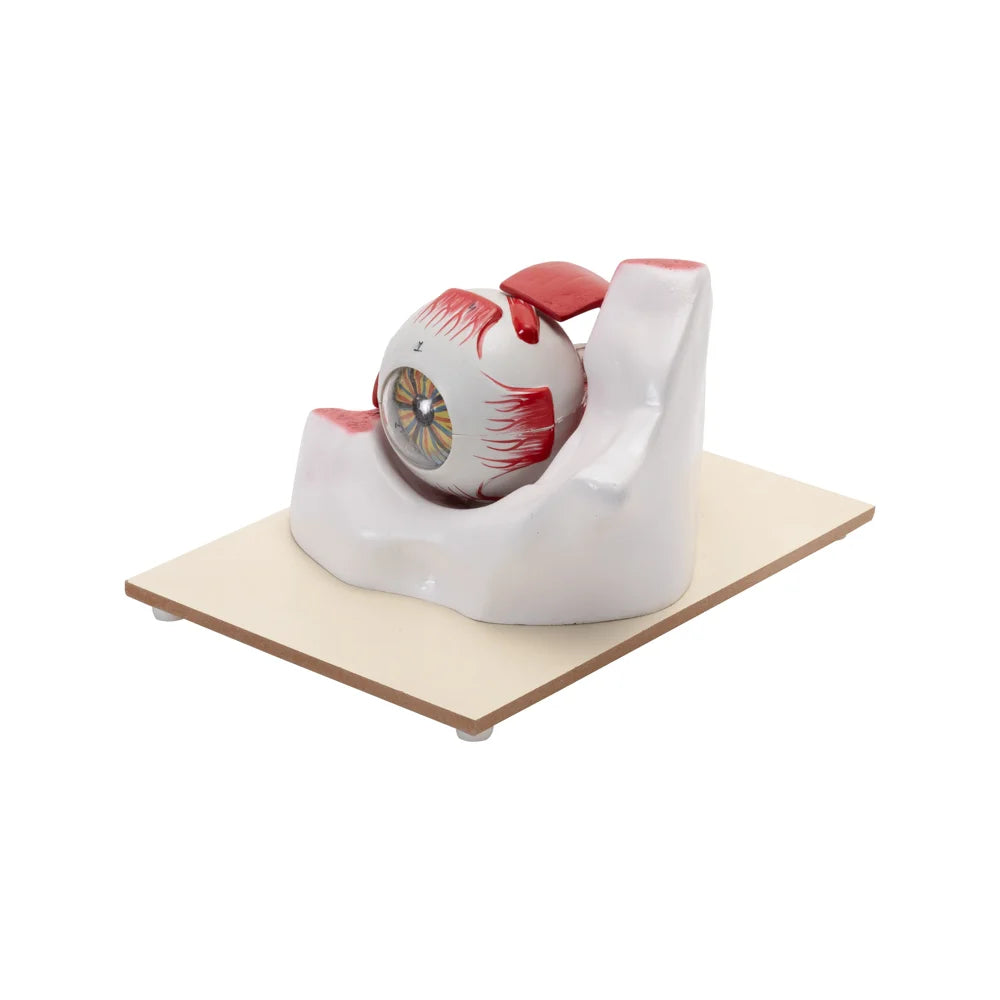 🖼 Image ALT Tags:
"3X Human Eye Model with Bony Orbit for Medical Education"
"Human Eye Anatomy Model Enlarged for School Biology Lab"
"Educational Eye Model with Muscle & Nerve Structure – ESAW India"