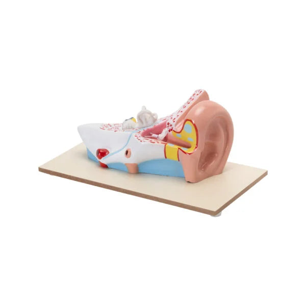 Buy Enlarged Human Ear Model – 3x Life-Size Anatomy Tool for Medical & Science Labs