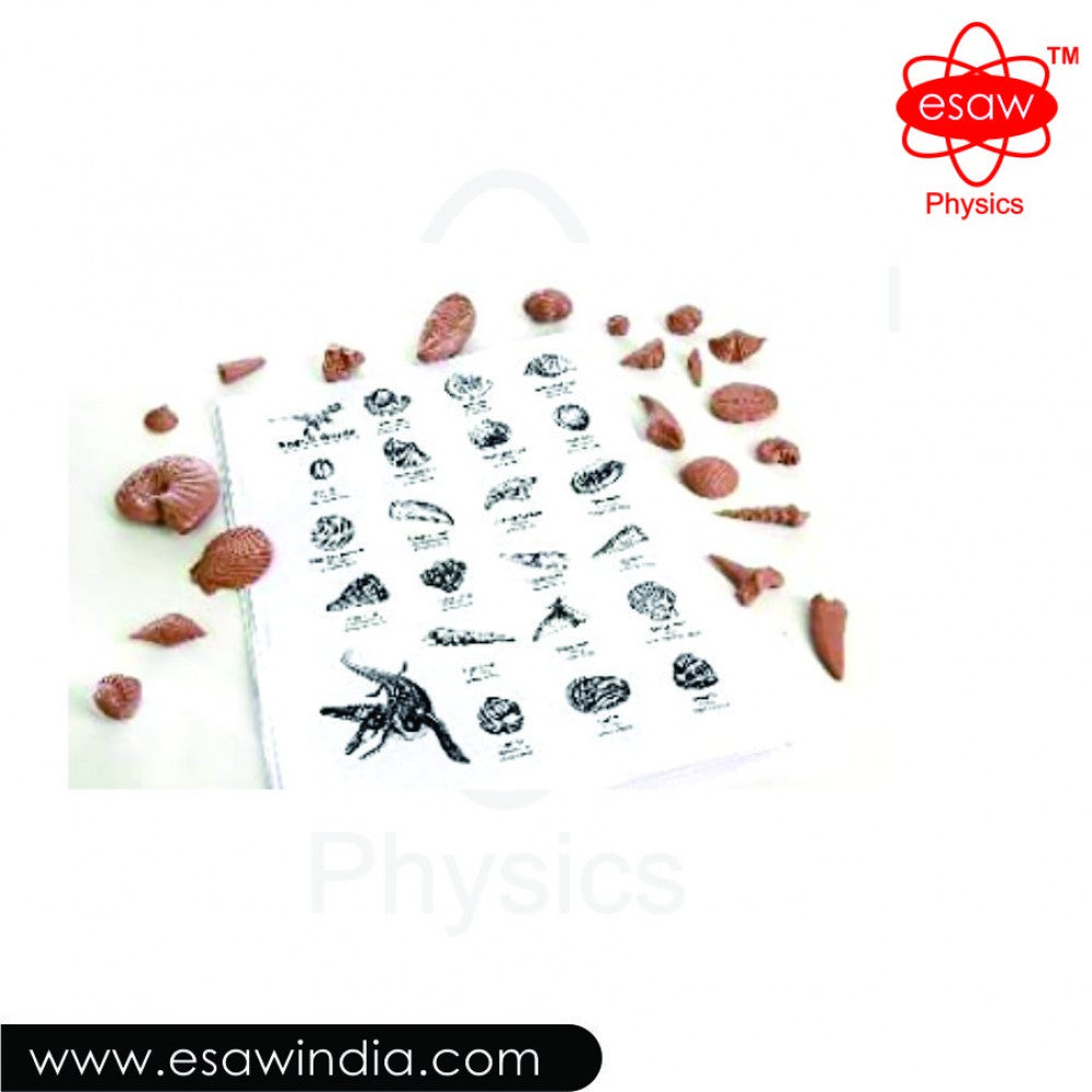 🖼 Image ALT Tags (SEO-Focused):
"Fossil Kit for School Science Lab Demonstration"
"Educational Fossil Kit with Assorted Specimens for Students"
"Affordable Fossil Kit India for Earth Science Classrooms"
"ESAW Fossil Kit – Export Quality Paleontology Set for Labs"