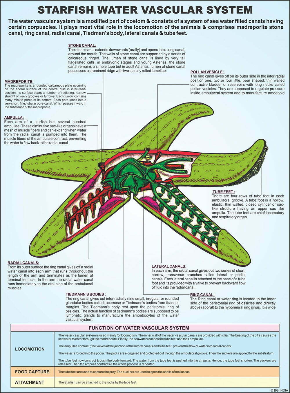🖼️ Image ALT Tags:
"Echinodermata Zoology Chart for Biology Classrooms and Labs"
"Educational Laminated Chart Showing Echinoderms – ESAW India"
"Echinodermata Poster for Teaching Anatomy and Phyla – Lab Use"
"ESAW Visual Aid for Zoology – Echinodermata for Students and Teachers"